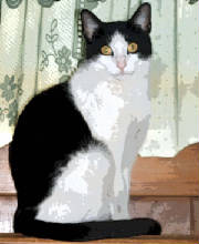 cats23.jpg