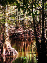 picture1b274b.jpg