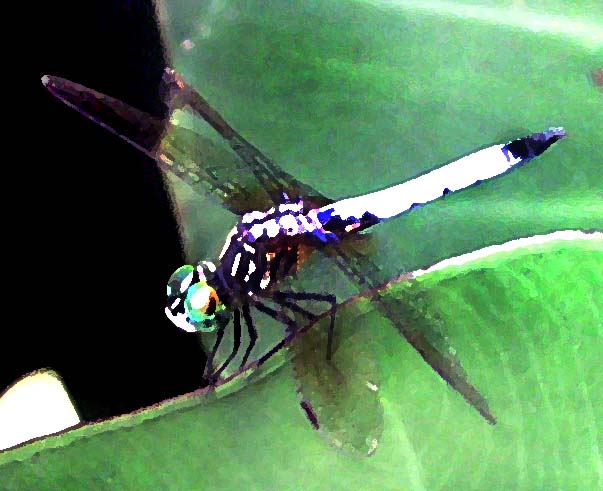 dragonfly2.jpg