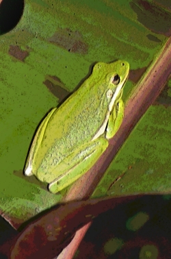 frog0504b.jpg